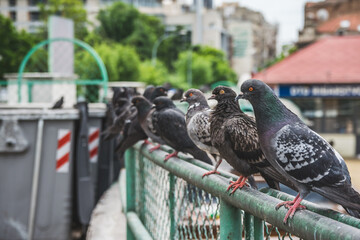 Pigeons are standing on the fence in the city