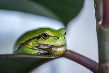 Macro shot of a small frog hyla arborea 