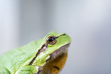 Macro shot of a small frog hyla arborea 