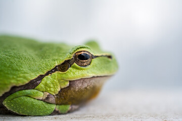 Macro shot of a small frog hyla arborea 