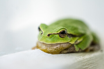 Macro shot of a small frog hyla arborea 