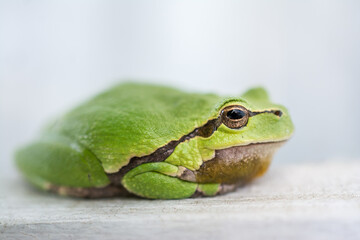 Macro shot of a small frog hyla arborea 