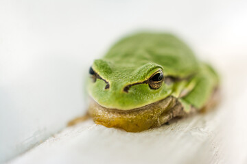 Macro shot of a small frog hyla arborea 