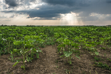 Fototapeta na wymiar Young sunflower plants in the farm field under the rainy clouds