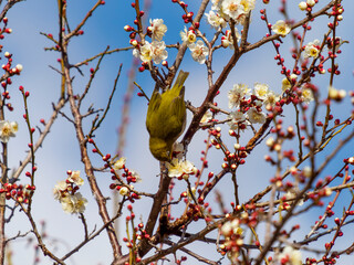 梅の蜜を吸うメジロ