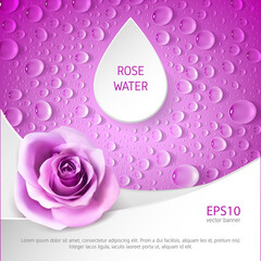 Square pink banner with realistic roses and drops. Template for advertising rose water.