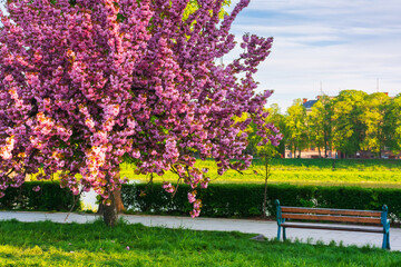 bench and blossoming sakura tree. beautiful cityscape on early morning in spring. kyiv embankment...