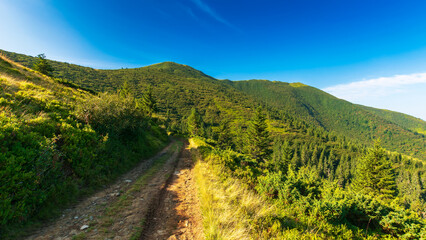 Fototapeta na wymiar path uphill in to the mountains. beautiful carpathian landscape on a summer morning. warm sunny weather with almost cloudless blue sky. travel countryside concept