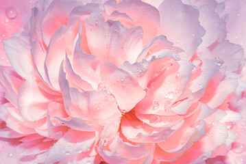 Light gentle pink background from peony petals. Peony flower in dew drops close up. Peony in drops of water, close-up. Background with flowers.  - obrazy, fototapety, plakaty