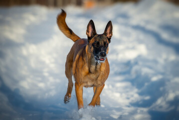 Belgian shepherd malinois running along the snowpath