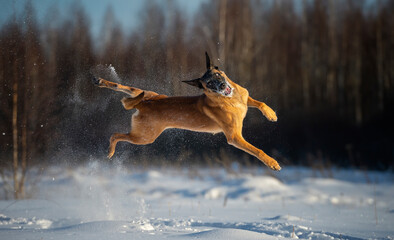 Incredible pirouettes in the air of a Belgian Malinois playing in the snow