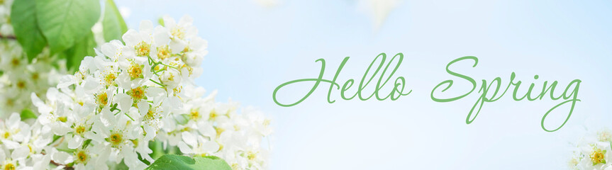 Spring background - a spring composition of green branches and the inscription Hello Spring on a white background. Copy space.