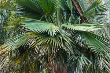 Closeup of palm tree species Copernicia hospita, endemic to Cuba - Florida, USA