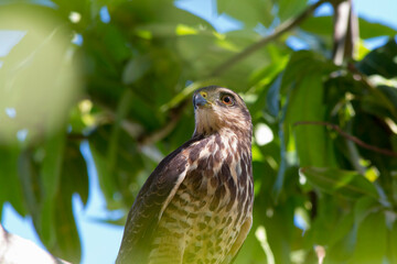 Juvenile Roadside Hawk