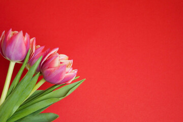 A bouquet of pink tulip flowers on a red background. A postcard for Mother's Day, March 8, Happy Easter. Waiting for spring. A greeting card or an invitation to a wedding. Flat position, top view