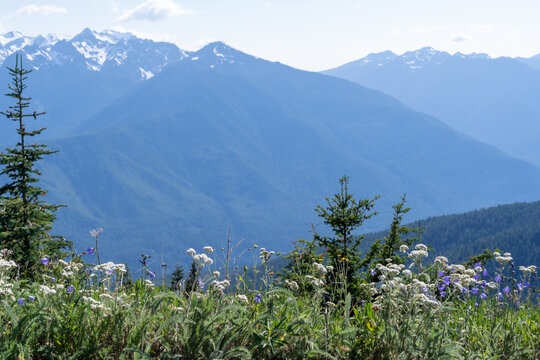 Wildflowers in focus in the foreground at Olympic National Park, as seen from the Hurricane Hill trail © MelissaMN