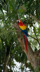 Guacamaya4