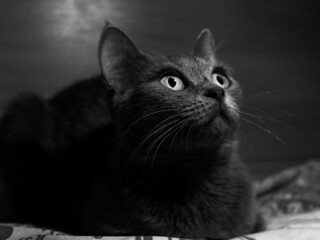 curious big english cat looking at something. bw