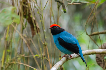 Obraz premium Swallow-tailed Manakin