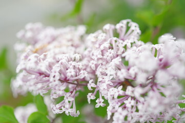 庭先を彩る心落ち着く綺麗なお花