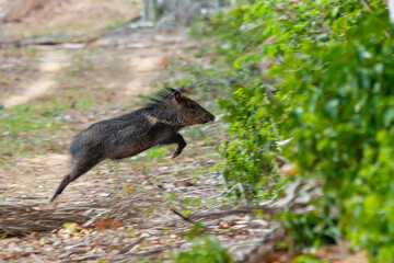 Peccary jumping into the forest