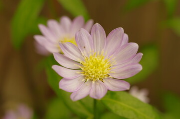 Obraz premium 庭先を彩る心落ち着く綺麗なお花