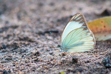 Fototapeta na wymiar White butterfly on the sand