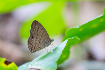 Fototapeta na wymiar Brown butterfly on leaf