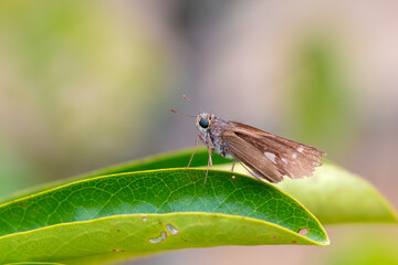 Butterfly on leaf