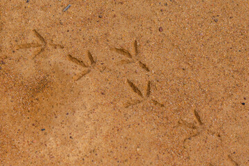 Footprints in the sand