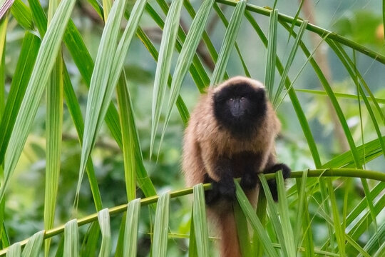 Close of titi monkey on a palm leaf