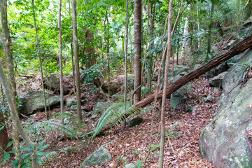 Forest interior