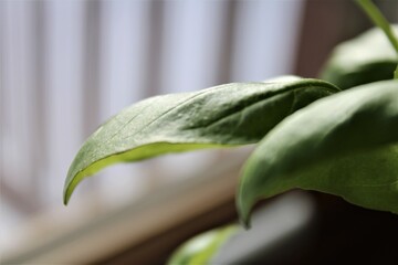 Green Basil Leaf
