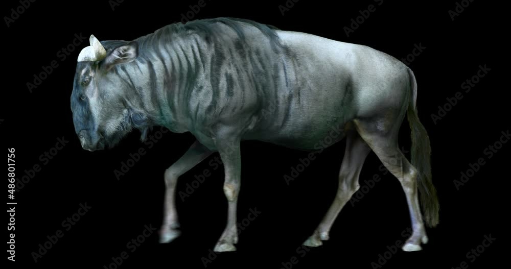 Wall mural wildebeest cyclical walking realistic animation. isolated animal video including alpha channel allow