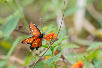 butterfly on flower