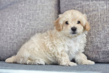 charming brown puppy maltipoo looks at the camera