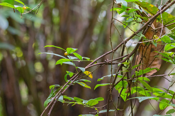 green leaves on a branch