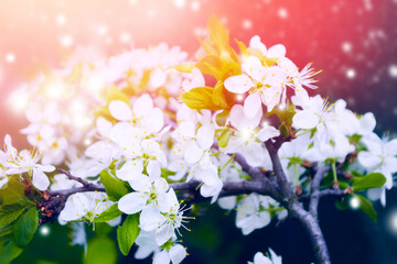 Blossoming branch cherry. Bright colorful spring flowers
