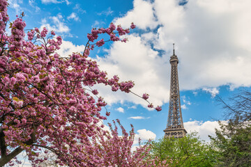 Fototapeta na wymiar Paris France, city skyline at Eiffel Tower and old building architecture with spring cherry blossom flower