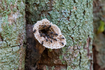 small bees in a hive on the tree