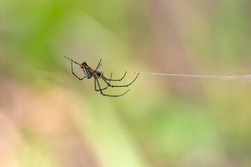 spider on the web