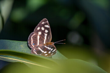 butterfly on leaf