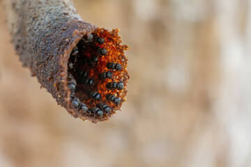 Obraz premium small bees in a hive