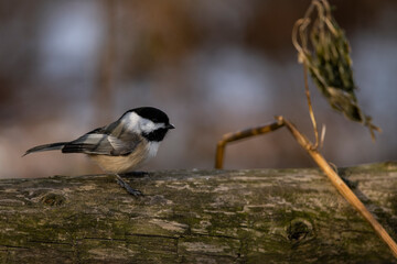 Black Capped Chickadee