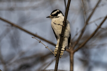 Downy Woodpecker perched
