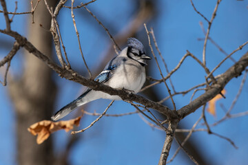 Blue Jay perched