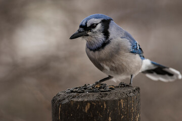 Blue Jay at the feeder