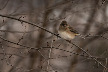 Female Dark-eyed Junco
