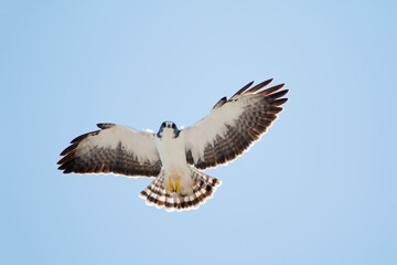 Short-tailed Hawk