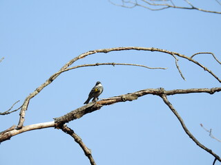 A yellow-rumped warbler perched on a branch, in the Beaver Run Dam Wildlife Viewing Area, Weedville, Pennsylavania. 